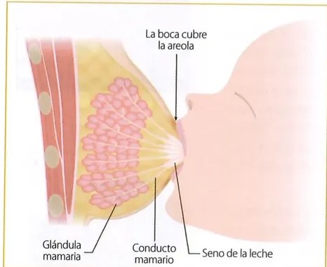 Figura 3 de Ciencias Naturales · 8 EGB · 2025