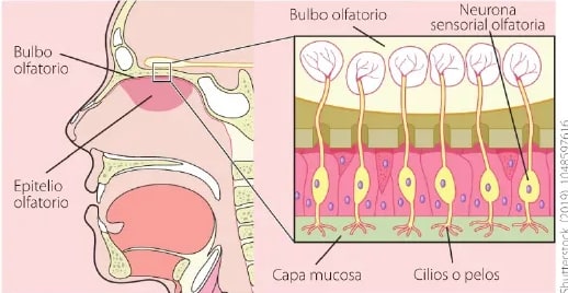 Figura 2 de Ciencias Naturales · 6 EGB · 2025