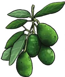 Limón verde con cáscara abierta mostrando el interior amarillo del fruto.