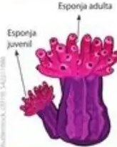 Ciclo reproductivo de las esponjas: liberación de espermatozoides, fecundación, larva nadadora, asentamiento, nueva esponja.