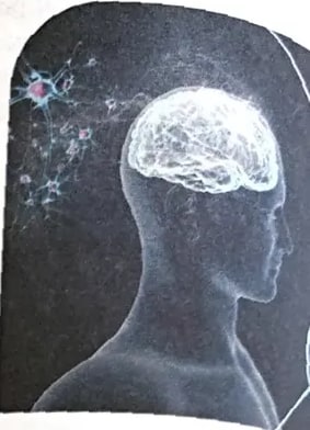 Fotografía ilustrativa de un cerebro humano resaltado, asociada a la temática de Unidad 1 sobre lenguaje y pensamiento.