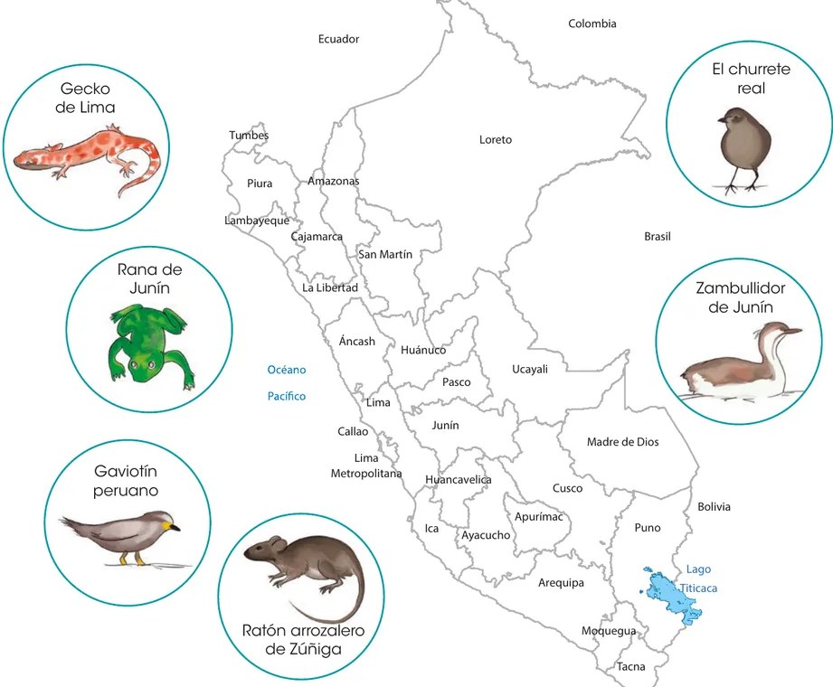 Etiqueta 'COLOR' en recuadro turquesa, indicando la sección de leyenda a completar con cuatro casillas de color y líneas para escribir departamento y animal.