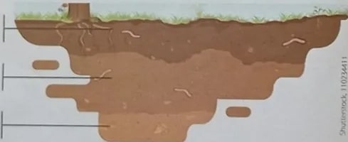 Figura 3 de Ciencias Naturales · 3 EGB · 2024