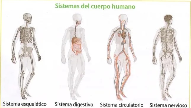 Figura 1 de Ciencias Naturales · 8 EGB · 2025