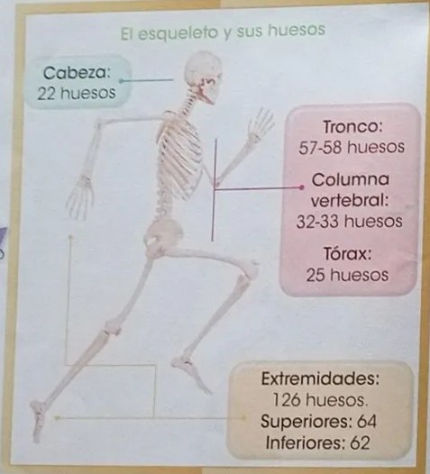 Esqueleto sobre fondo blanco con puntos rojo, verde y azul para encerrar partes.