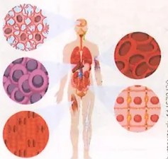 Figura 3 de Ciencias Naturales · 9 EGB · 2024