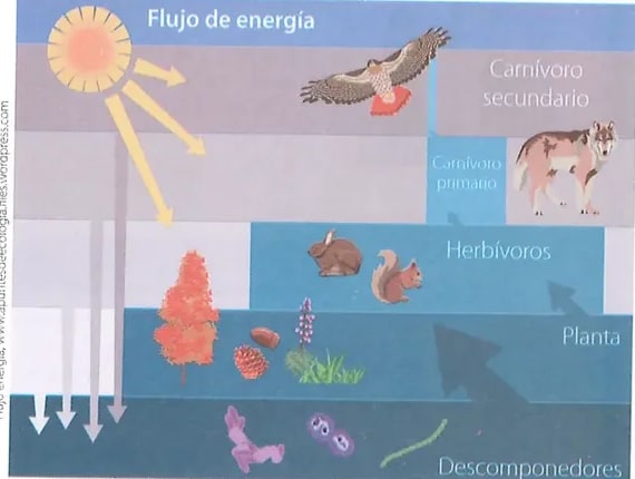 Figura 4 de Ciencias Naturales · 8 EGB · 2025