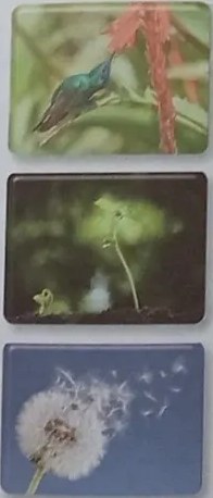 Recuadros para escribir plantas por región: Costa, Sierra, Amazonía, Galápagos.