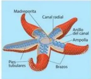 Anatomía detallada de una araña: cefalotórax, abdomen, patas, quelícero, palpo, hilador.