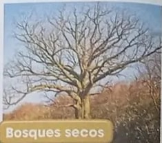 Fotografía de un ceibo con tronco verde característico del bosque seco.