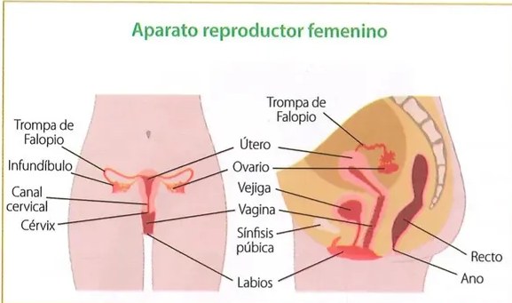 Figura 2 de Ciencias Naturales · 8 EGB · 2025