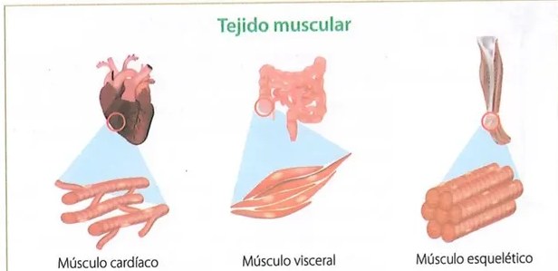 Figura 2 de Ciencias Naturales · 10 EGB · 2024