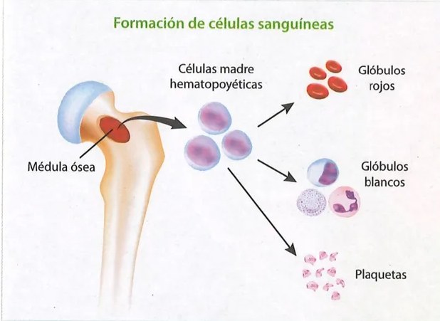 Figura 3 de Ciencias Naturales · 9 EGB · 2024