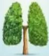 Árbol con forma de pulmones humanos.