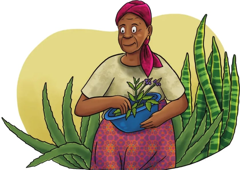 Ilustración de una mujer afroecuatoriana mayor con turbante rojo y vestido floreado rojo y morado, sosteniendo con cuidado una maceta de barro con una pequeña planta verde. Detrás, hojas verdes y palmeras estilizadas. La escena evoca el cuidado de la planta como gesto de vida.