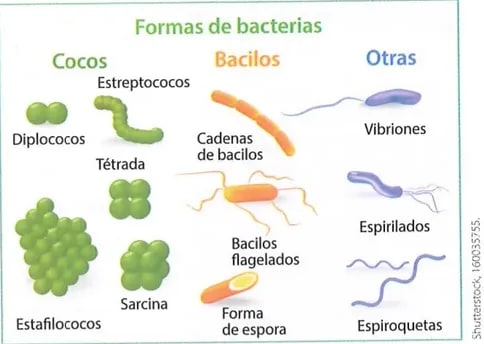 Figura 1 de Ciencias Naturales · 8 EGB · 2025