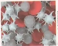 Figura 1 de Ciencias Naturales · 8 EGB · 2025