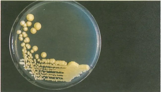 Figura 2 de Ciencias Naturales · 9 EGB · 2024