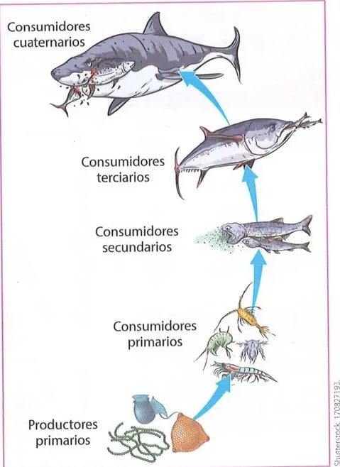 Figura 3 de Ciencias Naturales · 8 EGB · 2025