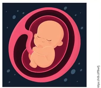 Ilustración de un feto dentro del útero (WOMB).