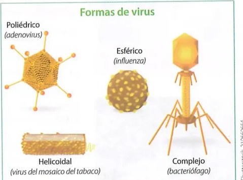 Figura 3 de Ciencias Naturales · 8 EGB · 2025