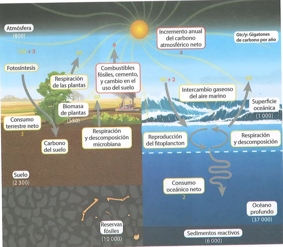 Figura 2 de Ciencias Naturales · 8 EGB · 2025