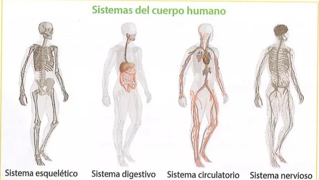 Figura 2 de Ciencias Naturales · 8 EGB · 2025