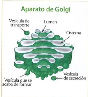 Figura 3 de Ciencias Naturales · 9 EGB · 2024