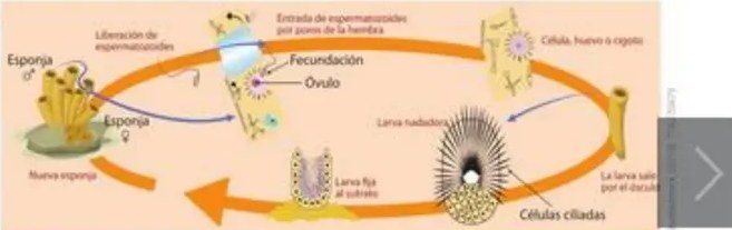 Figura 5 de Ciencias Naturales · 5 EGB · 2024
