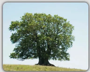 Fotografía de un paisaje de bosque o selva con múltiples árboles, ilustrando la entrada 'Sacha sacha' (bosque).