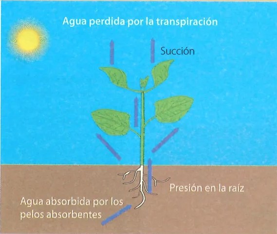 Figura 4 de Ciencias Naturales · 7 EGB · 2024