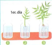 Figura 3 de Ciencias Naturales · 7 EGB · 2024