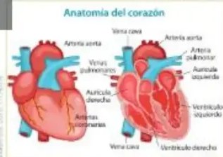 Silueta humana mostrando principales venas y arterias del sistema circulatorio.