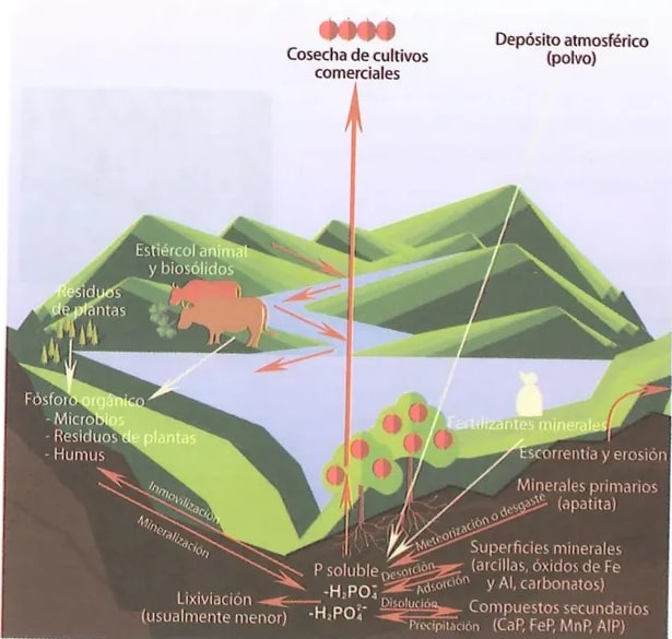 Figura 1 de Ciencias Naturales · 8 EGB · 2025