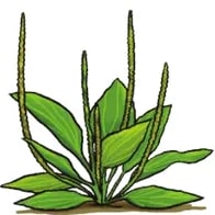 Ilustración del llantén: hojas alargadas con nervaduras paralelas y unas espigas florales delgadas saliendo del centro.
