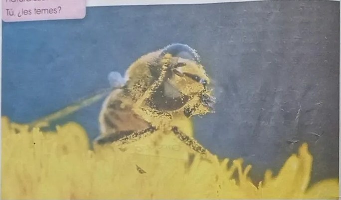Laberinto con tres abejas que deben llegar a tres flores diferentes.
