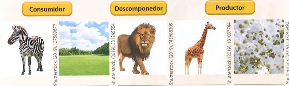 Fotografía de león (consumidor secundario/terciario carnívoro). Shutterstock 745688305 (2019).