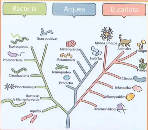 Árbol filogenético con los tres dominios (Bacteria, Arquea, Eucariota) y sus ramas principales