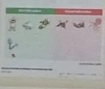 Recuadro con ilustraciones de varios animales para clasificar: peces, aves, mariposas, mamíferos.