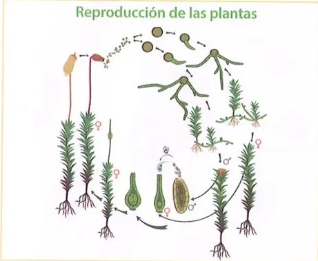 Figura 3 de Ciencias Naturales · 8 EGB · 2025