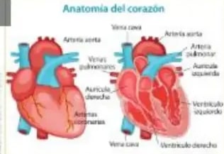 Anatomía del corazón con cuatro cavidades y vasos principales etiquetados.