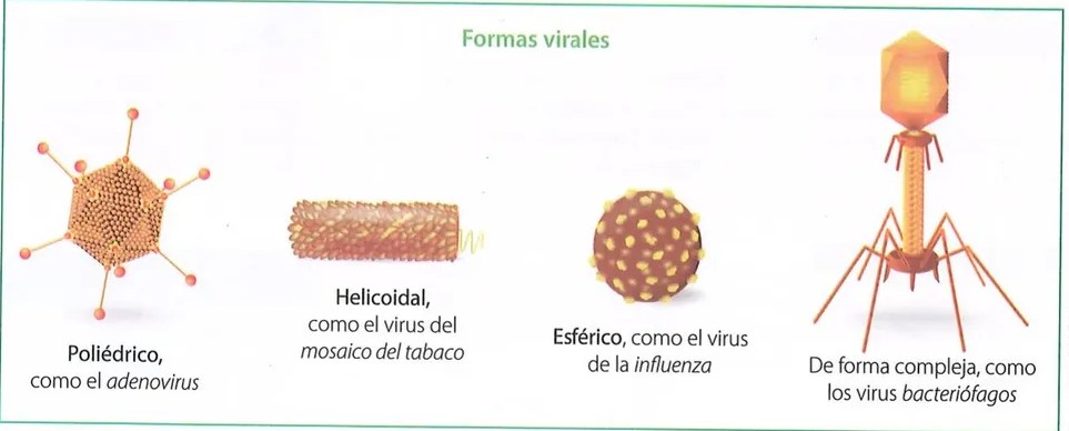 Figura 3 de Ciencias Naturales · 10 EGB · 2024