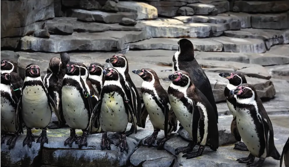 Fotografía de un grupo de pingüinos (de la especie Humboldt aunque el texto trata del Emperador) parados sobre rocas oscuras.
