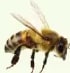 Fotografía de una abeja (artrópodo) para identificar características.
