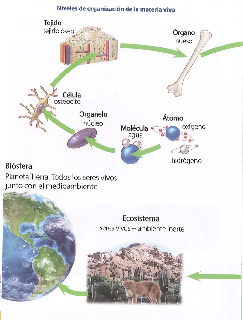 Figura 2 de Ciencias Naturales · 8 EGB · 2025