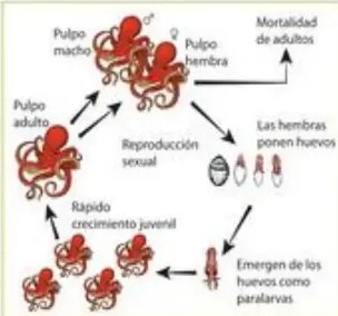 Cronología visual del ciclo del piojo con etapas en días.