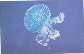 Figura 1 de Ciencias Naturales · 8 EGB · 2025