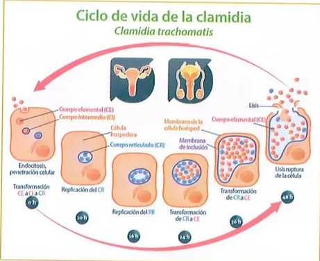 Figura 3 de Ciencias Naturales · 8 EGB · 2025