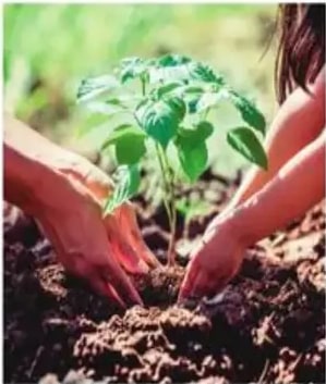 Manos plantando una pequeña planta.
