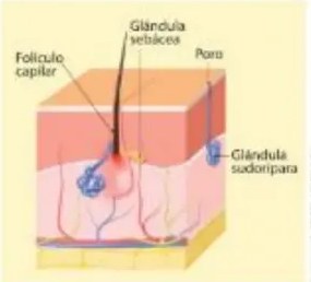 Figura 5 de Ciencias Naturales · 5 EGB · 2024